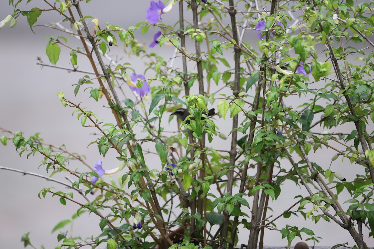 Bananaquit - ML643479868