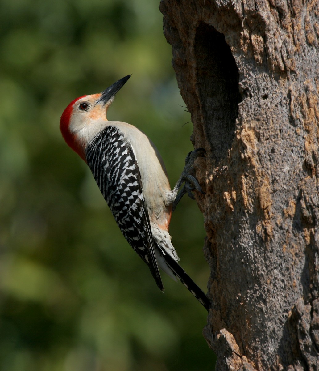 Red-bellied Woodpecker - ML643479869