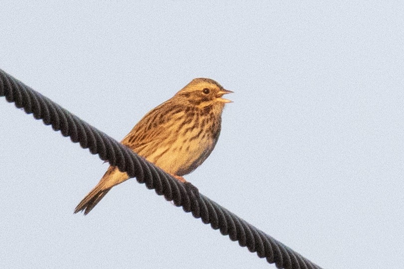 Savannah Sparrow - ML643479870