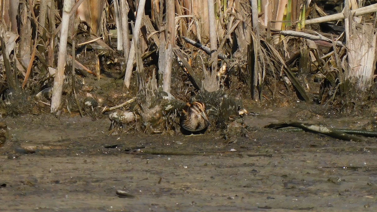 Jack Snipe - ML643479897