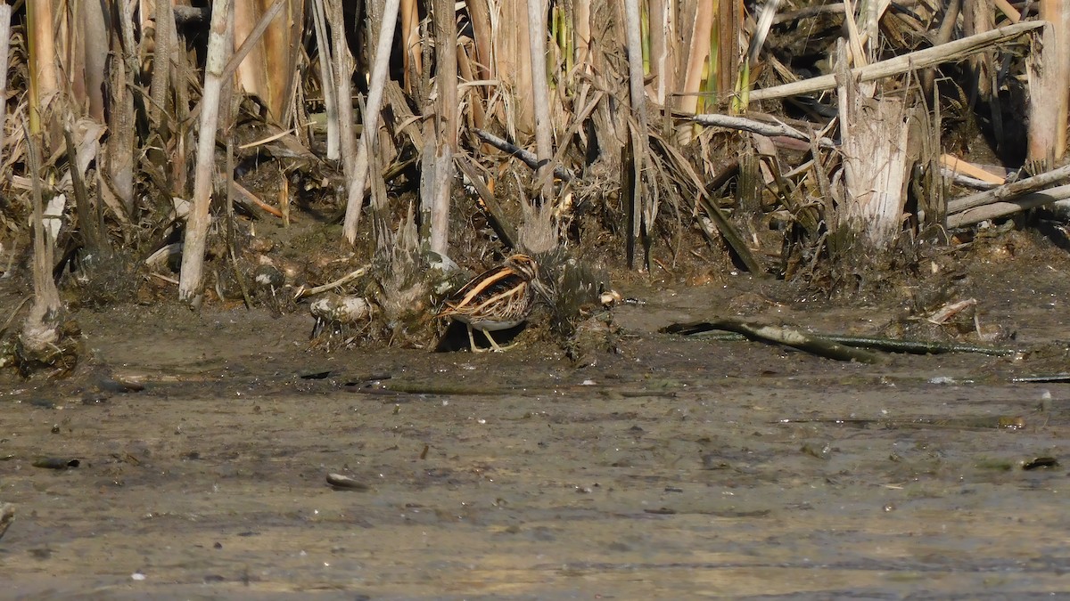 Jack Snipe - ML643479898