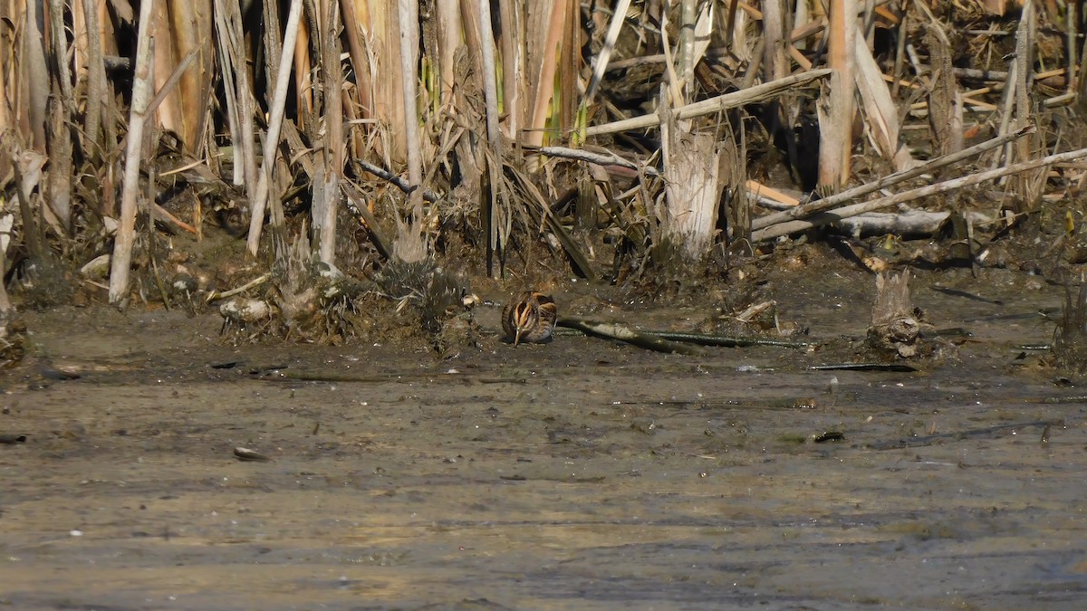 Jack Snipe - ML643479899