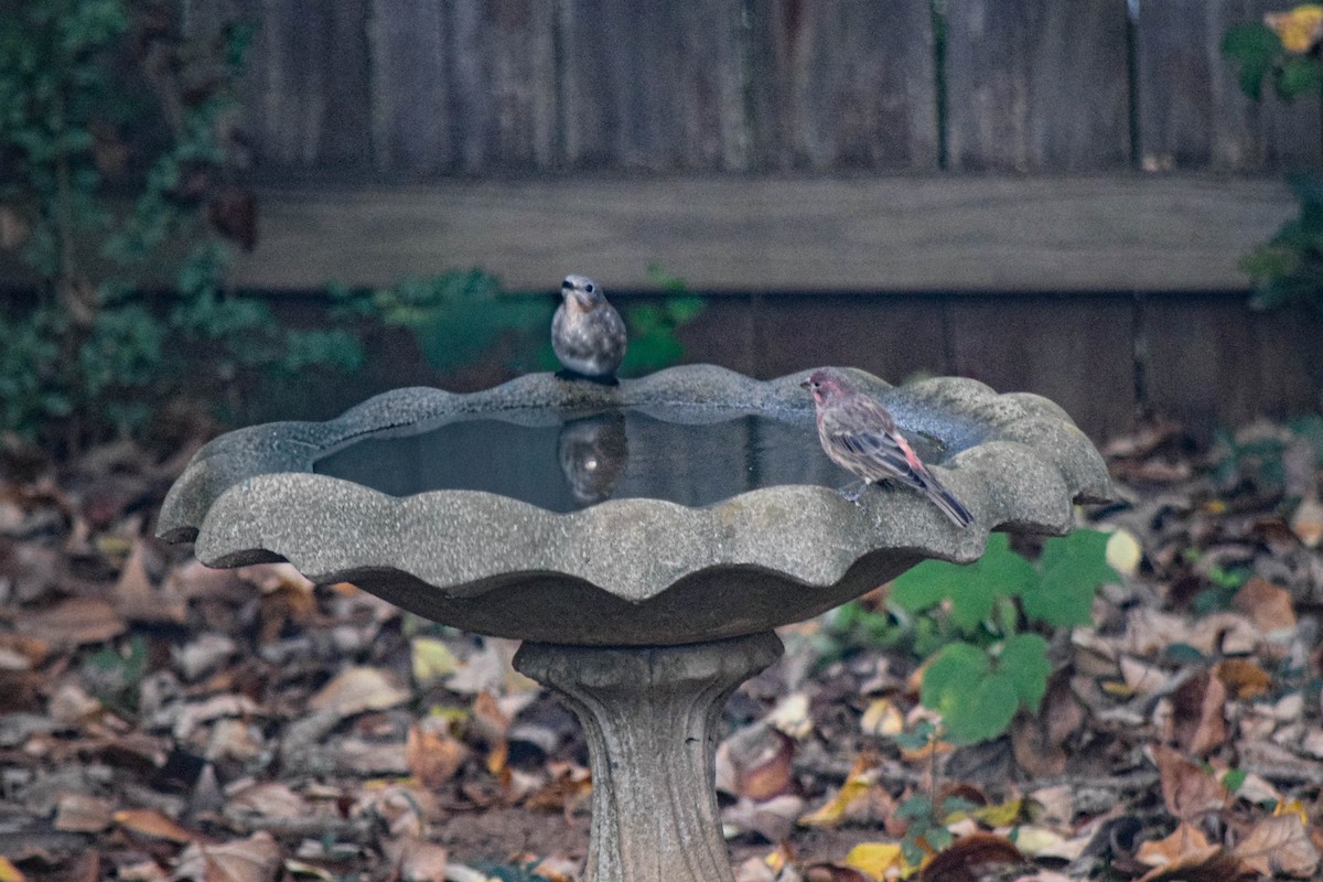House Finch - ML643479900