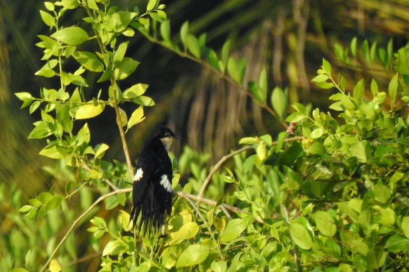 Pied Cuckoo - ML643479903