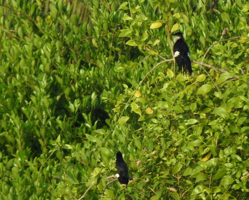 Pied Cuckoo - ML643479904