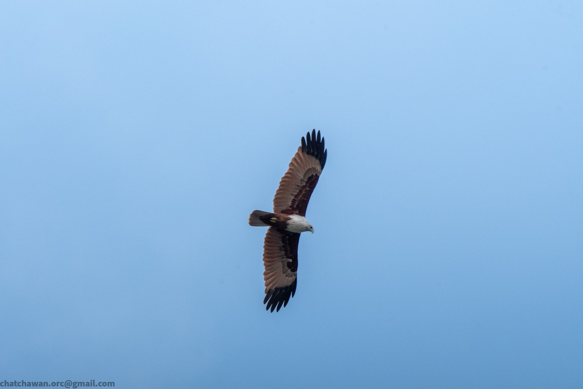 Brahminy Kite - ML643479915