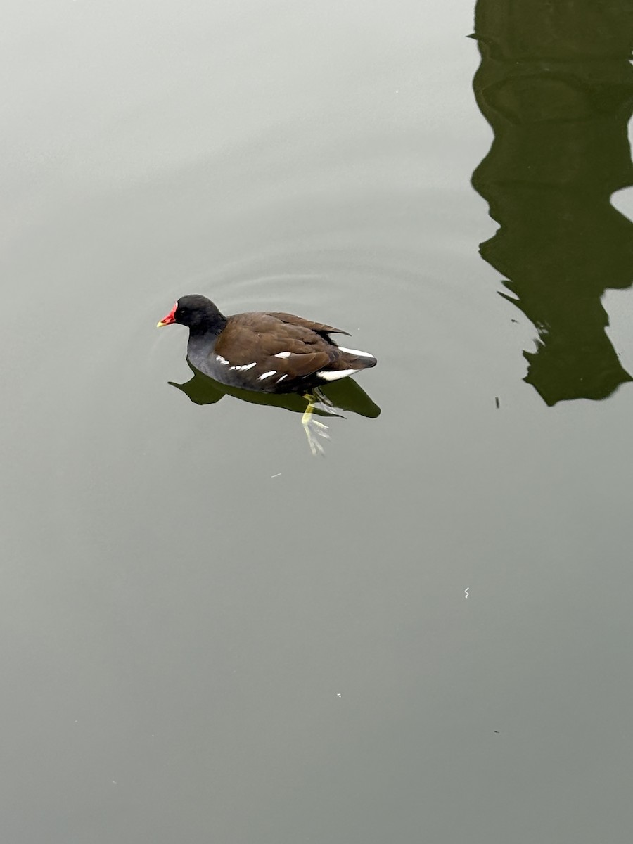 Eurasian Moorhen - ML643479927