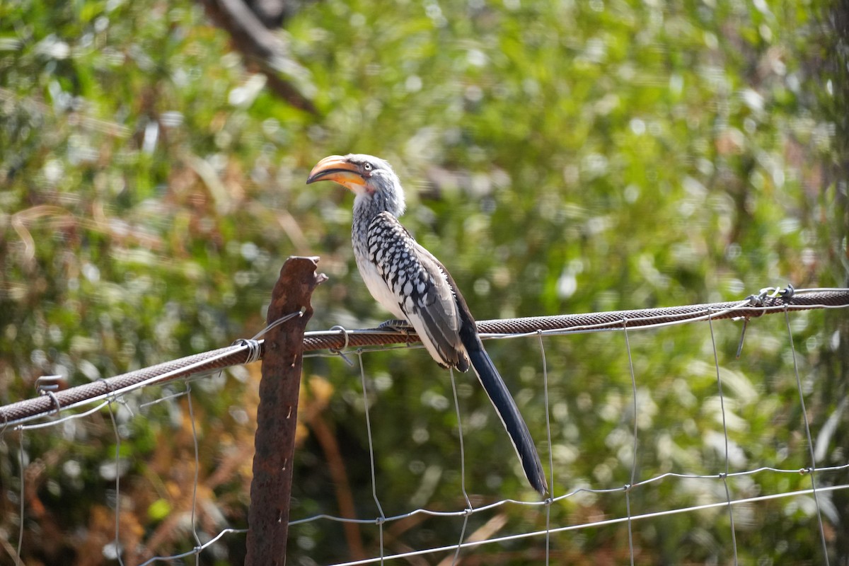 Southern Yellow-billed Hornbill - ML643479931