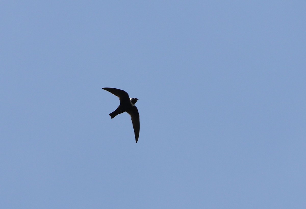 Biscutate Swift - ML643479938