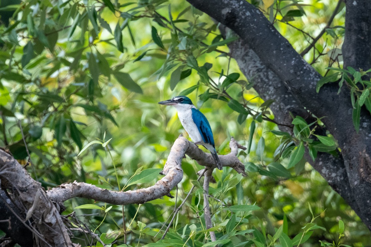 Collared Kingfisher - ML643479950