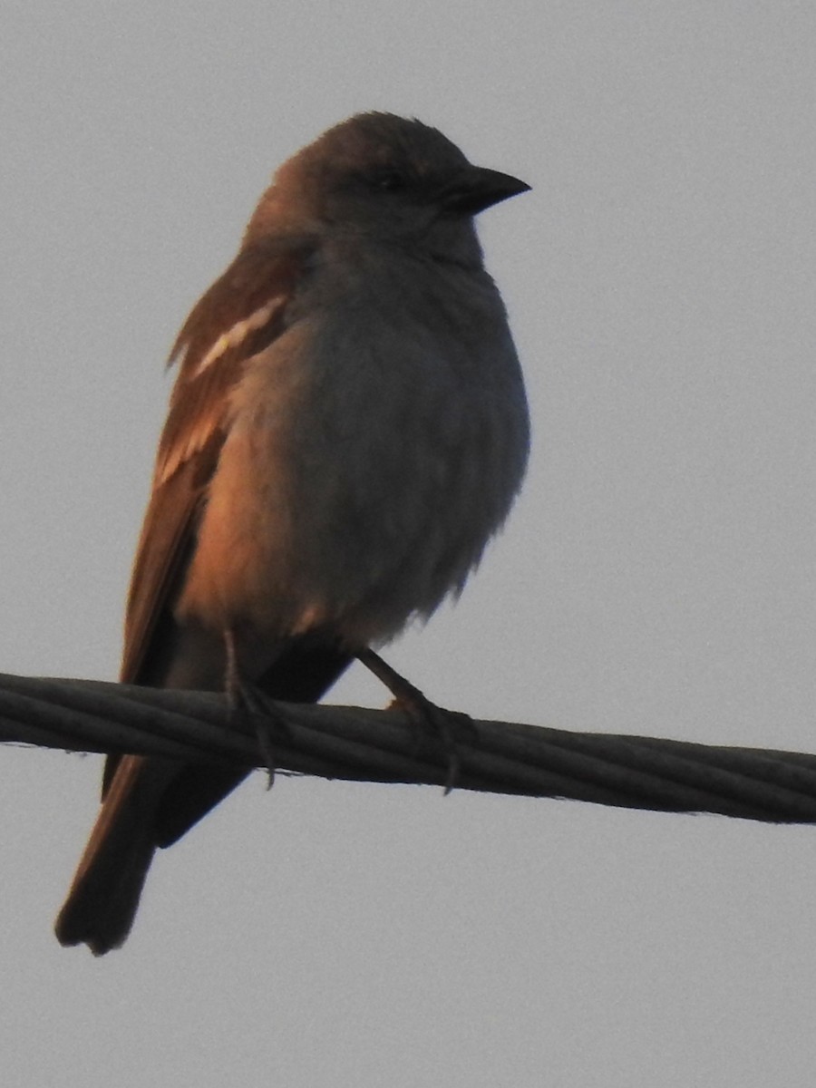 Yellow-throated Sparrow - ML643479959