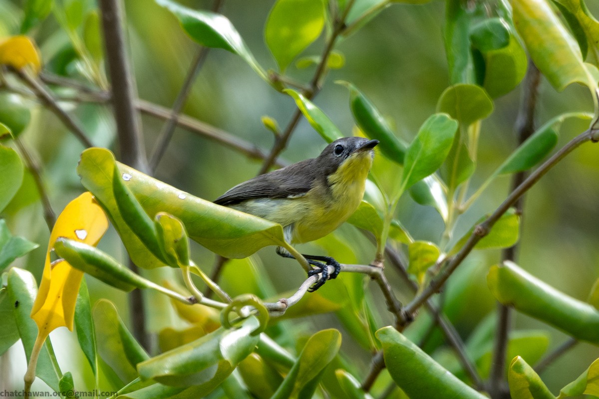 Golden-bellied Gerygone - ML643479964