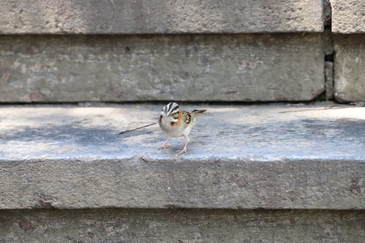 Rufous-collared Sparrow - ML643479970