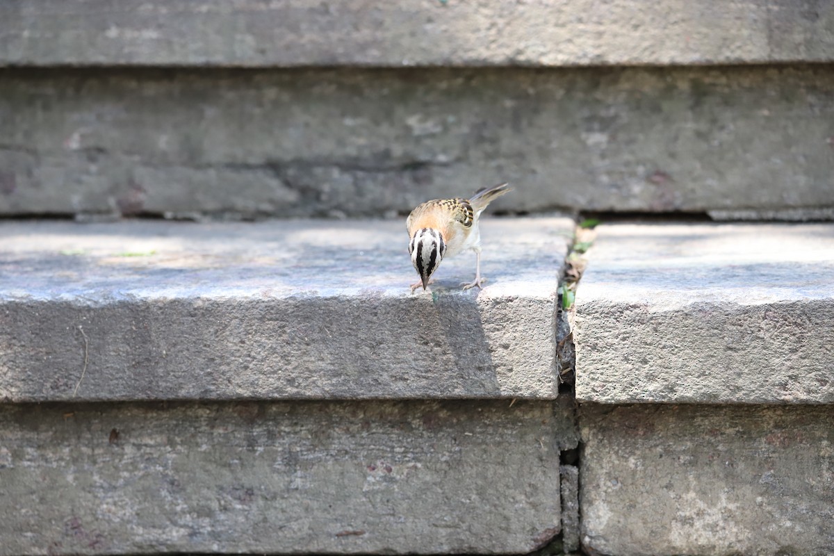 Rufous-collared Sparrow - ML643479971