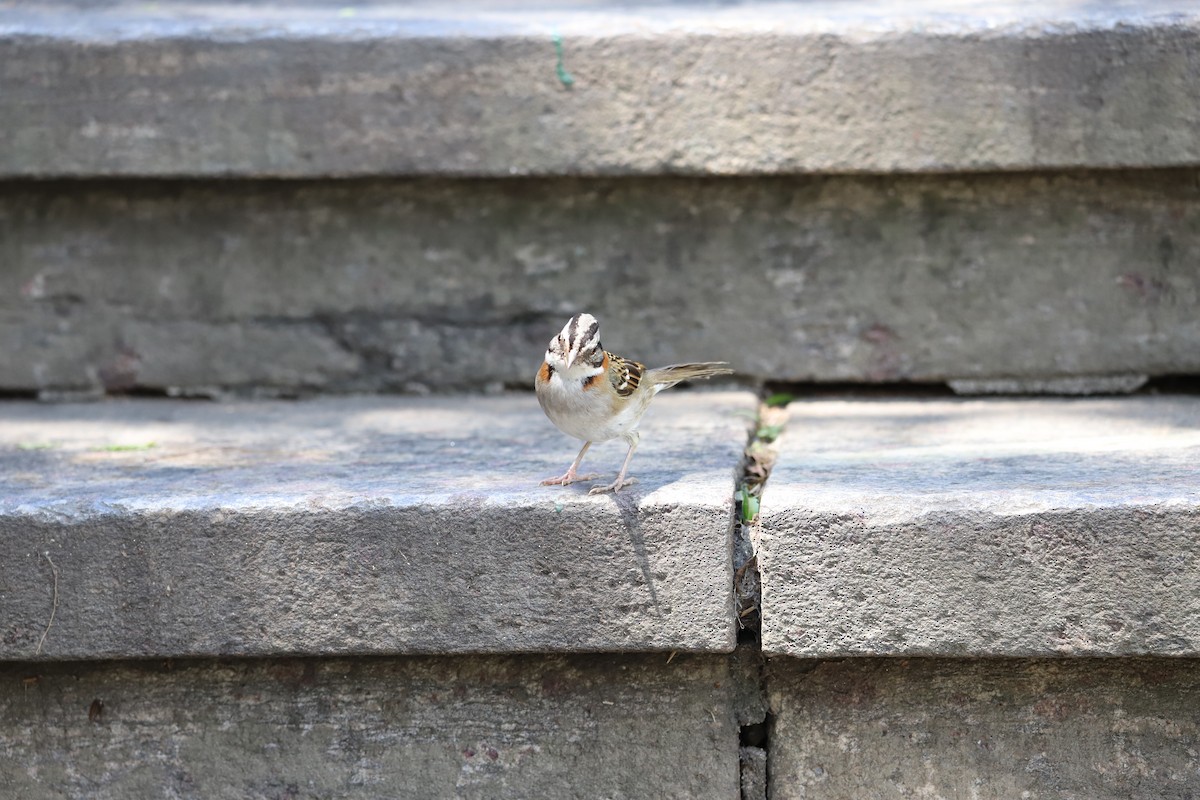 Rufous-collared Sparrow - ML643479972
