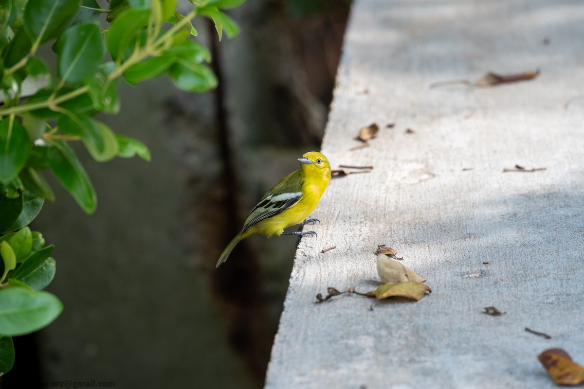 Common Iora - ML643479993