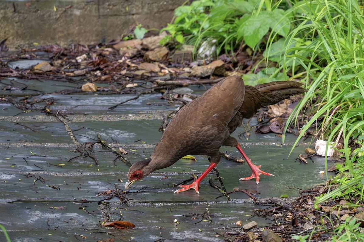 Silver Pheasant - ML643479994