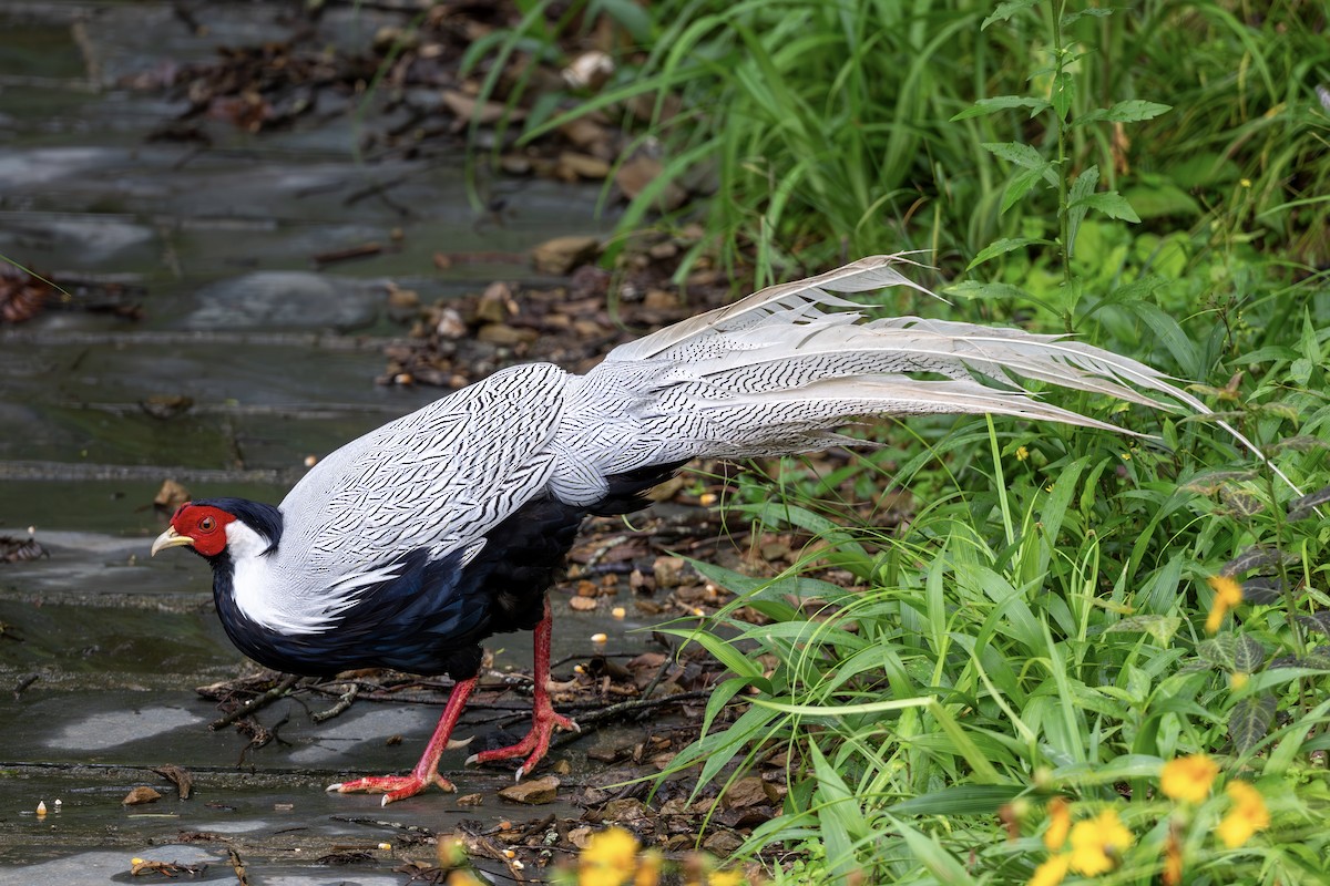 Silver Pheasant - ML643479995