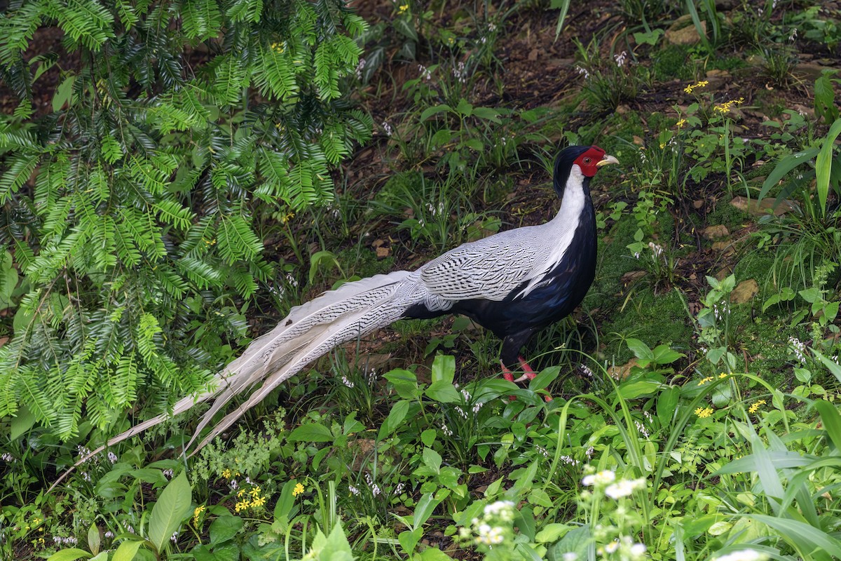 Silver Pheasant - ML643479996
