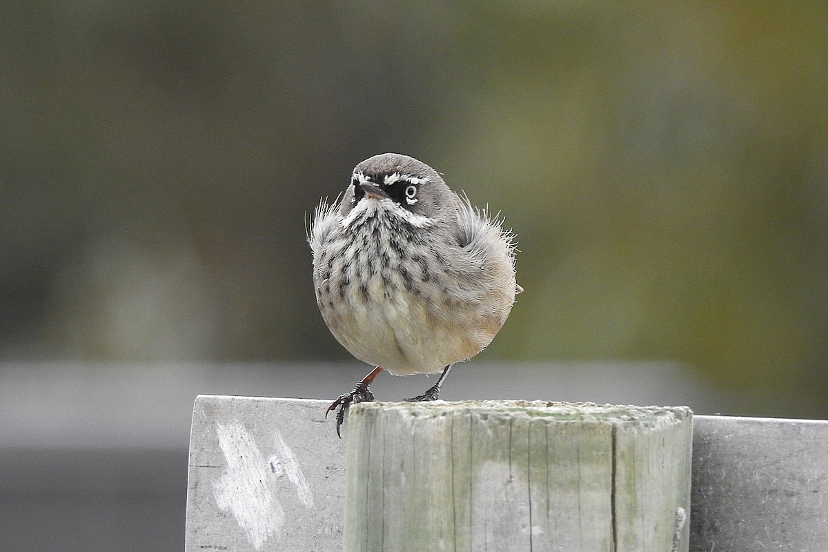 Spotted Scrubwren - ML643480017