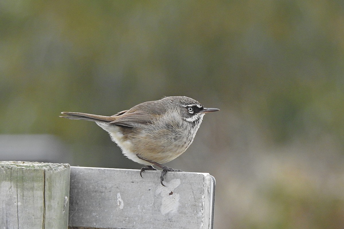 Spotted Scrubwren - ML643480018