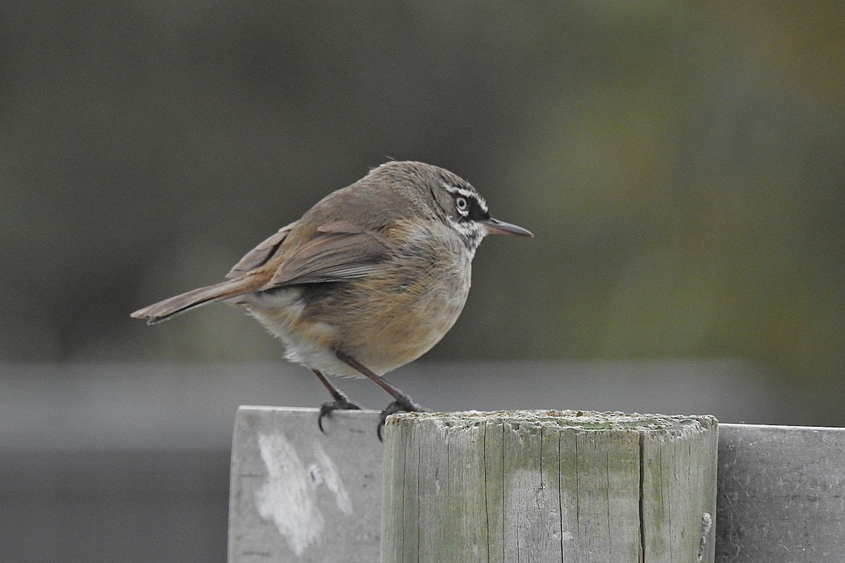 Spotted Scrubwren - ML643480019