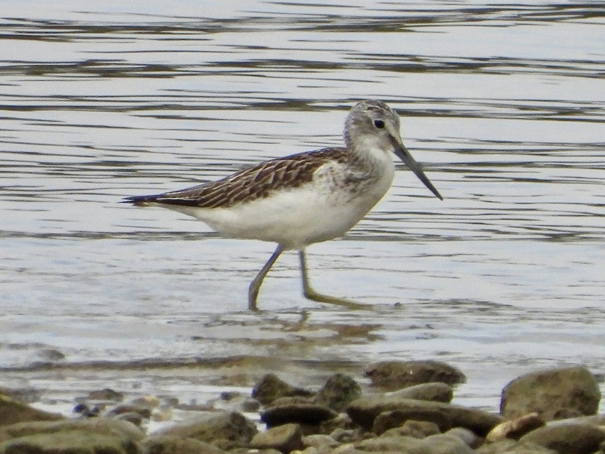 Common Greenshank - ML643480025