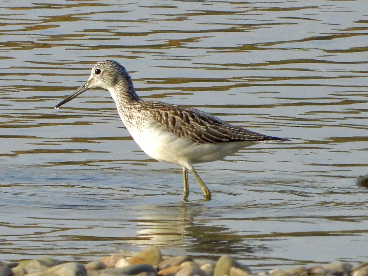Common Greenshank - ML643480026