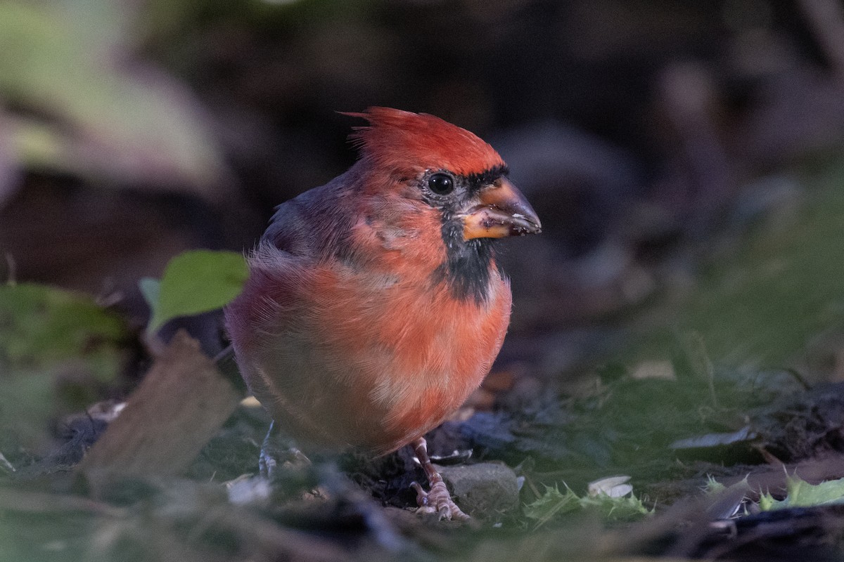 ショウジョウコウカンチョウ - ML643480027