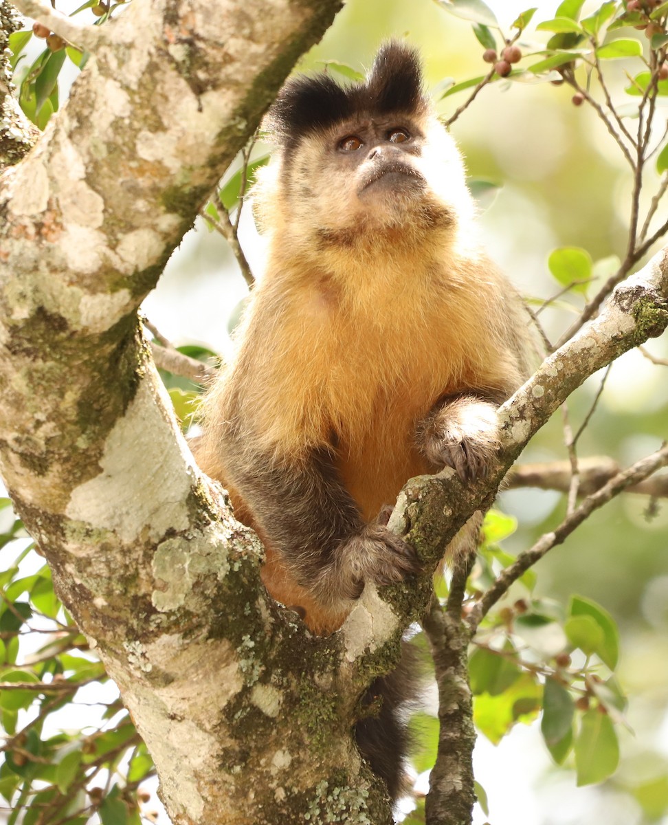 Animals - ML643480043