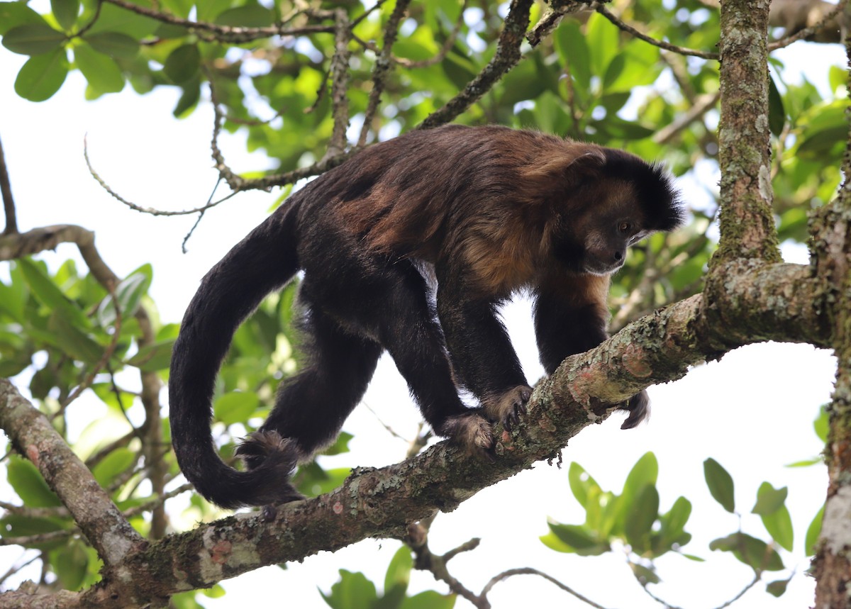 Animals - ML643480044