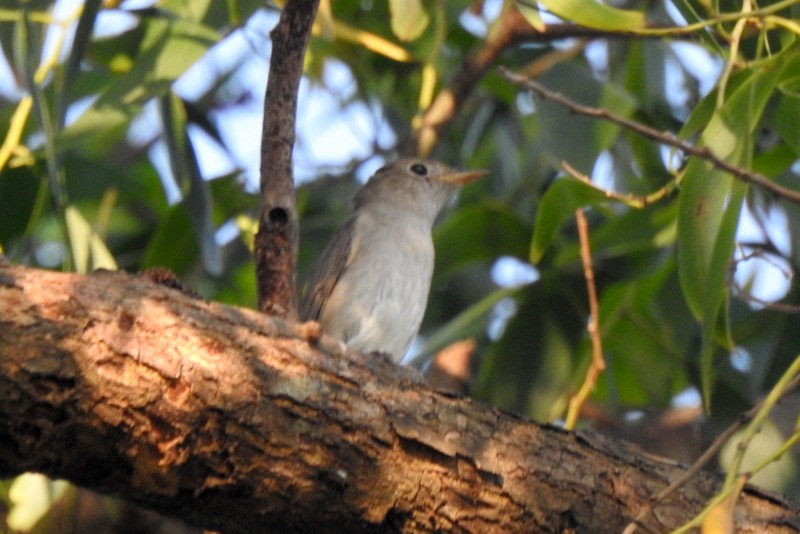 Rusty-tailed Flycatcher - ML643480053