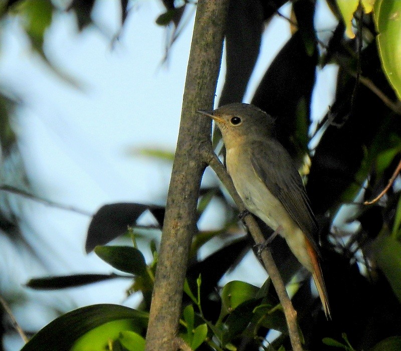 Rusty-tailed Flycatcher - ML643480054