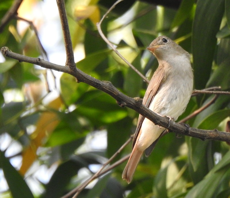 Rusty-tailed Flycatcher - ML643480055