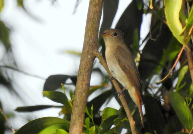 Rusty-tailed Flycatcher - ML643480056