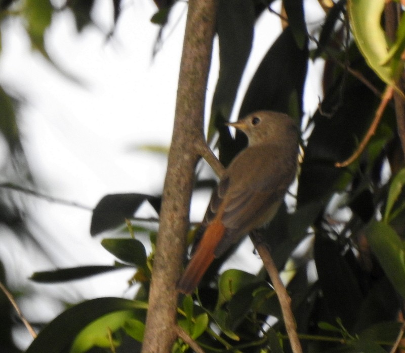 Rusty-tailed Flycatcher - ML643480057