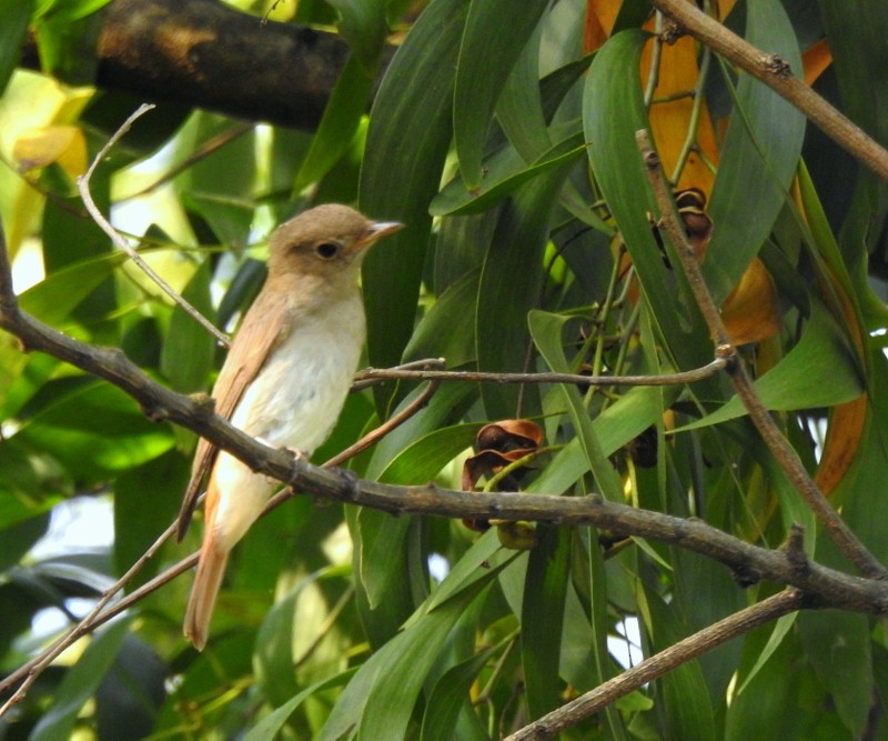 Rusty-tailed Flycatcher - ML643480058