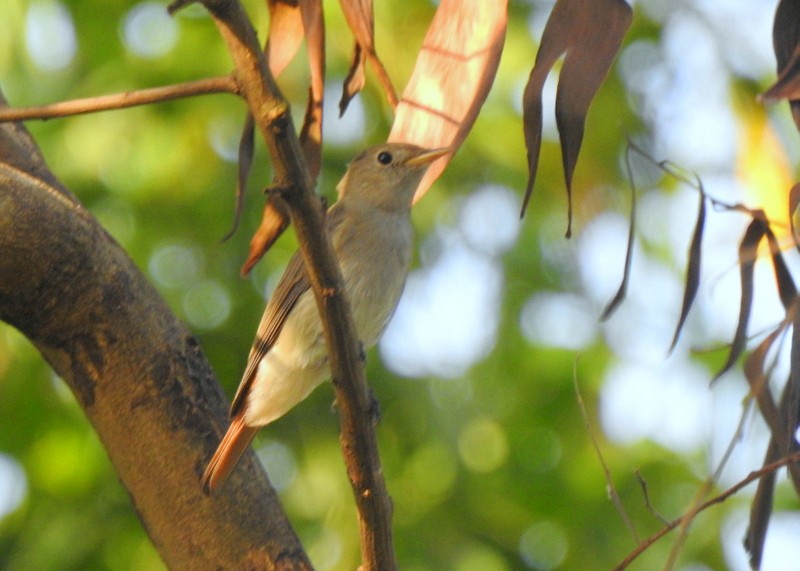 Rusty-tailed Flycatcher - ML643480059