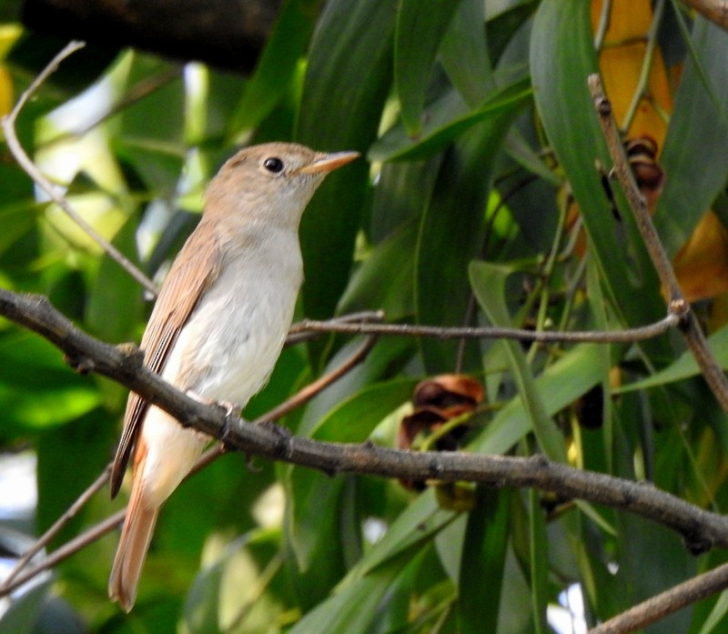 Rusty-tailed Flycatcher - ML643480060