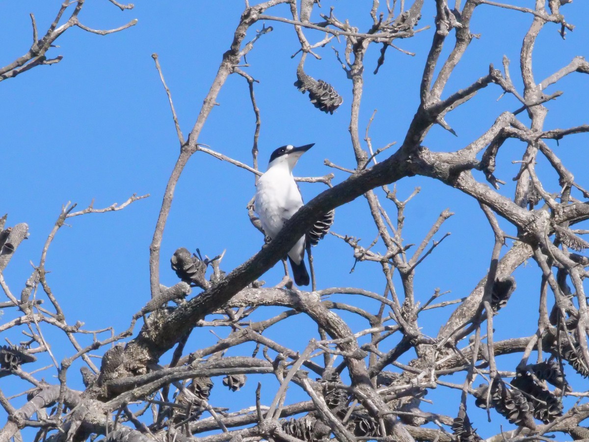 Forest Kingfisher - ML643480070