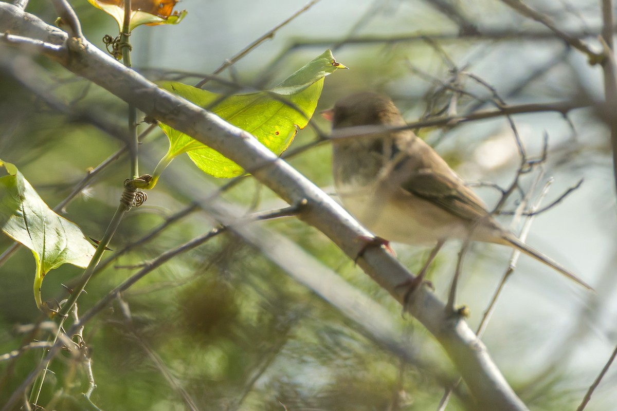 Dark-eyed Junco - ML643480104