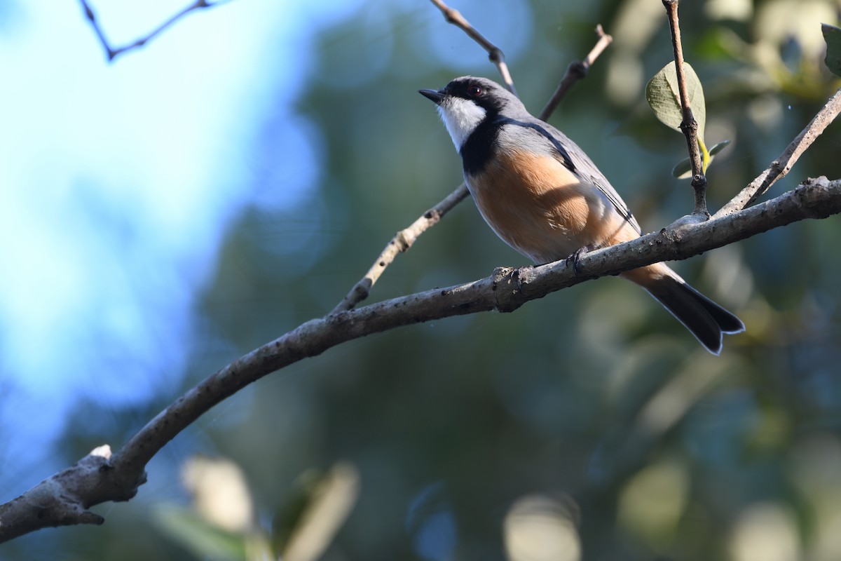 Rufous Whistler - ML643480112