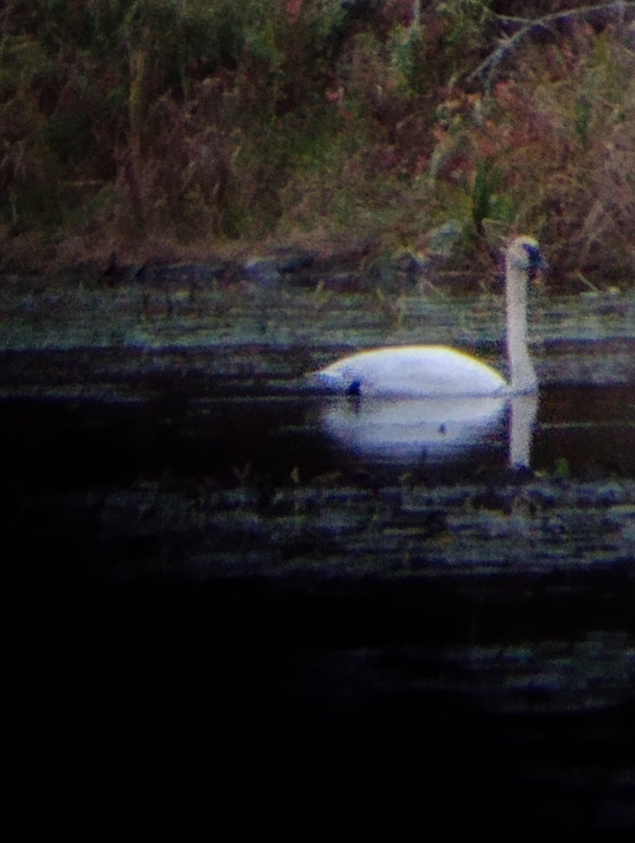 Trumpeter Swan - ML643480117
