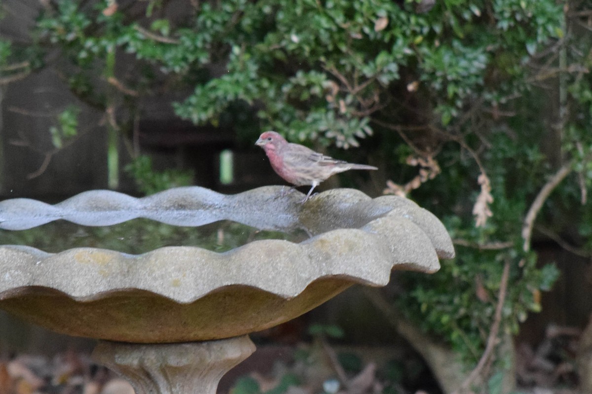 House Finch - ML643480132