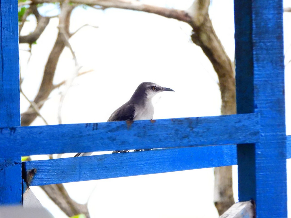 Tropical Mockingbird - ML643480138