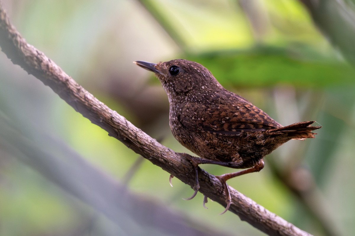 Spotted Elachura - ML643480140