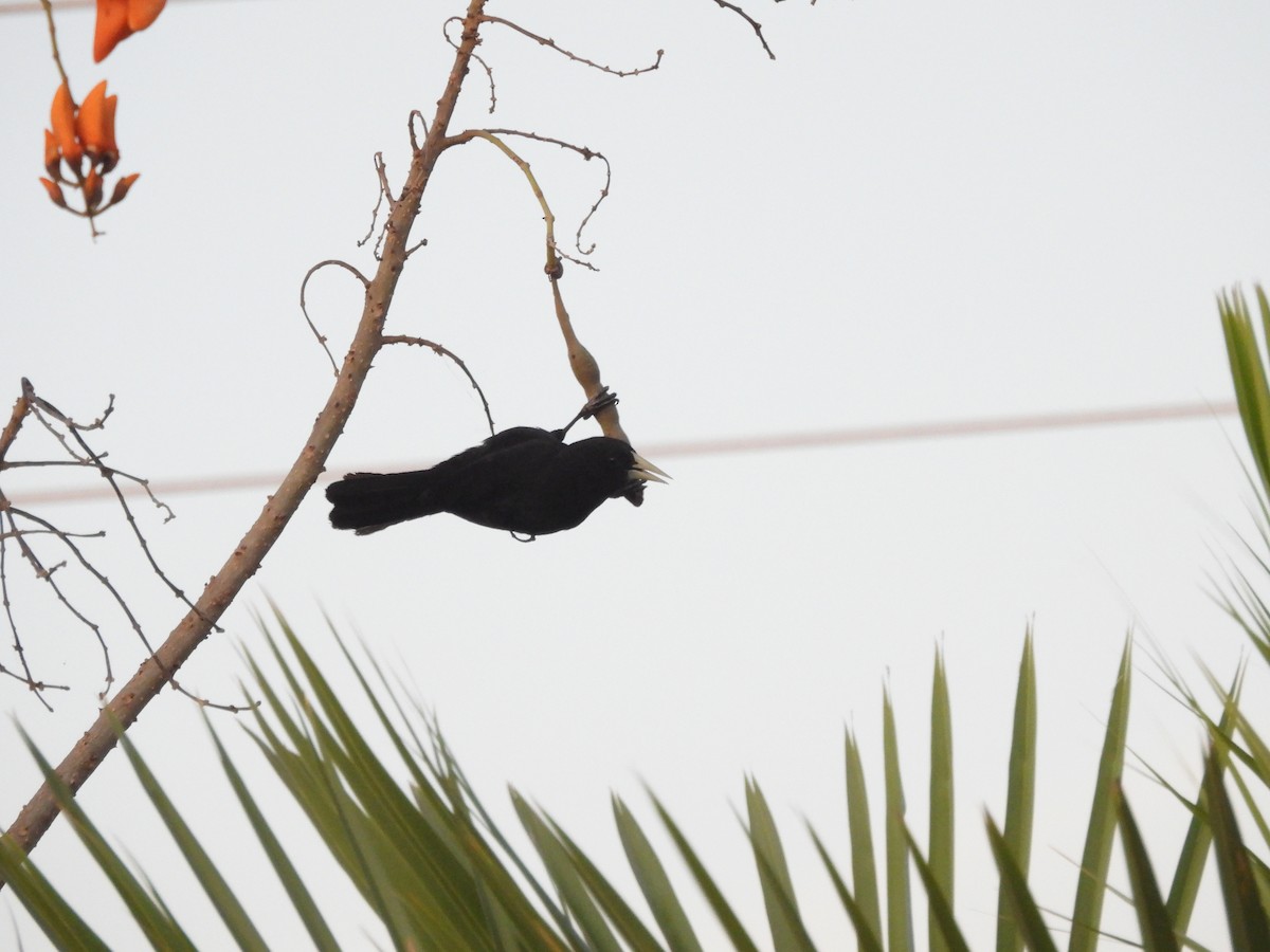 Solitary Black Cacique - ML643480142