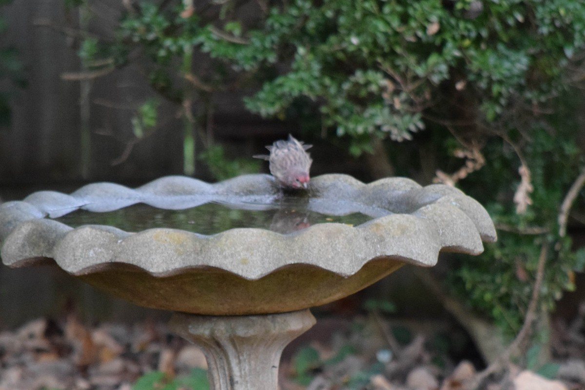 House Finch - ML643480144