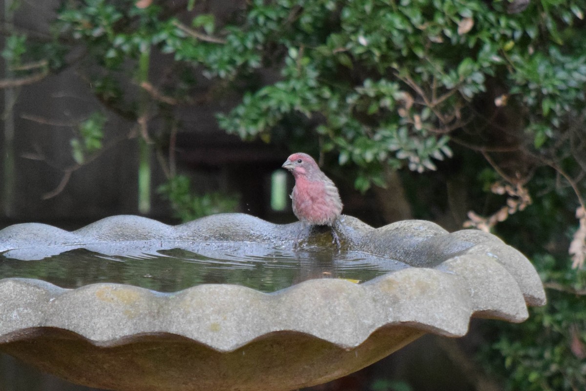 House Finch - ML643480145
