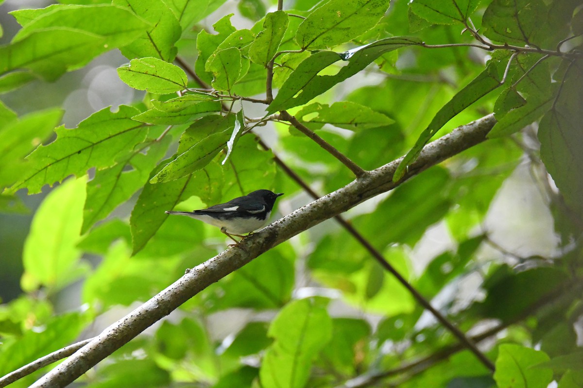 Black-throated Blue Warbler - ML643480148